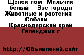 Щенок пом. Мальчик белый  - Все города Животные и растения » Собаки   . Краснодарский край,Геленджик г.